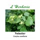 Noisetier feuilles 100 gr Corylus avellana