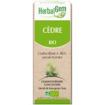 Cèdre (Cedrus libani) BIO, bourgeon, Herbalgem