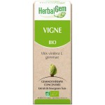 Vigne (Vitis vinifera L) BIO, bourgeon, Herbalgem
