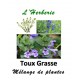 Toux Grasse Mélange de Plantes 100 gr