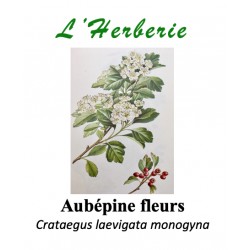 AUBEPINE FLEURS 100GR