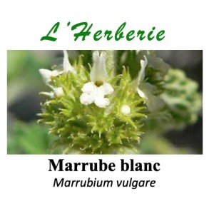 https://www.lherberie.com/5771-thickbox/marrube-blanc-100-gr-marrubium-vulgare.jpg