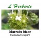 Marrube Blanc 100 gr Marrubium vulgare
