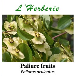 Paliure fruits 100 gr Paliurus aculeatus