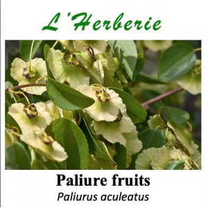 https://www.lherberie.com/5773-thickbox/paliure-fruits-100-gr-paliurus-aculeatus.jpg