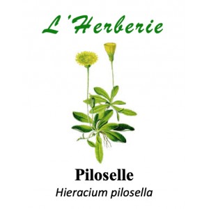 https://www.lherberie.com/5783-thickbox/piloselle-100gr.jpg