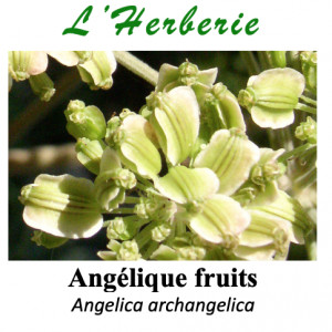 https://www.lherberie.com/5813-thickbox/angelique-fruit-100gr.jpg
