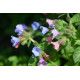 Pulmonaire  Pulmonaria officinalis 100gr