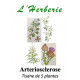 ARTERIOSCLEROSE TISANE DE 5 PLANTES 100g