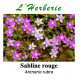 Sabline rouge 100g Arenaria rubra