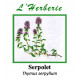 SERPOLET 100GR