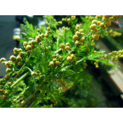 Infusion d'Armoise annuelle. Artemisia annua