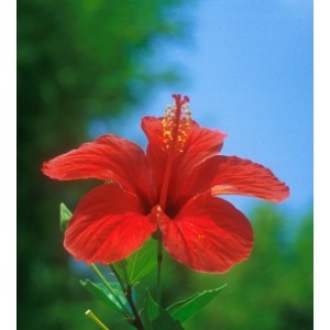 https://www.lherberie.com/964-thickbox/elixirs-floraux-deva-hibiscus-10-ml.jpg