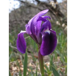 https://www.lherberie.com/969-thickbox/elixirs-floraux-deva-iris-10-ml.jpg