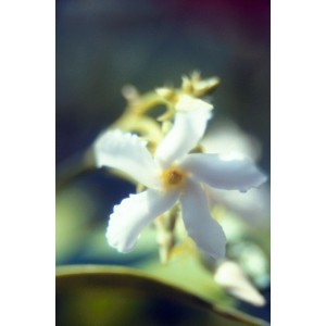 https://www.lherberie.com/971-thickbox/elixirs-floraux-deva-jasmin-10-ml.jpg