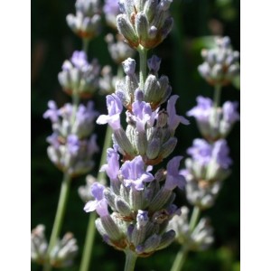 https://www.lherberie.com/973-thickbox/elixirs-floraux-deva-lavande-10-ml.jpg