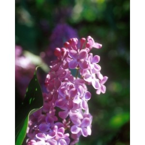 https://www.lherberie.com/975-thickbox/elixirs-floraux-deva-lilas-10-ml.jpg
