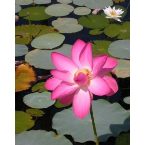 https://www.lherberie.com/980-thickbox/elixirs-floraux-deva-lotus-10-ml.jpg