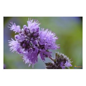 Elixir floral de Menthe pouliot bio - Deva