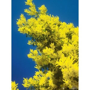 https://www.lherberie.com/999-thickbox/elixirs-floraux-deva-mimosa-10-ml.jpg