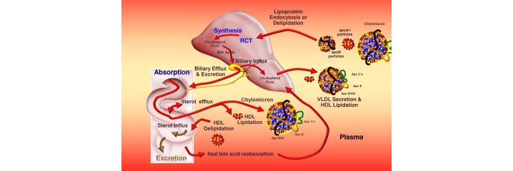 Circulation - Cholestérol