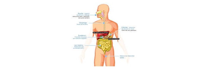 Digestion - Foie - Vésicule