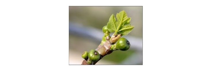 Les bourgeons unitaires