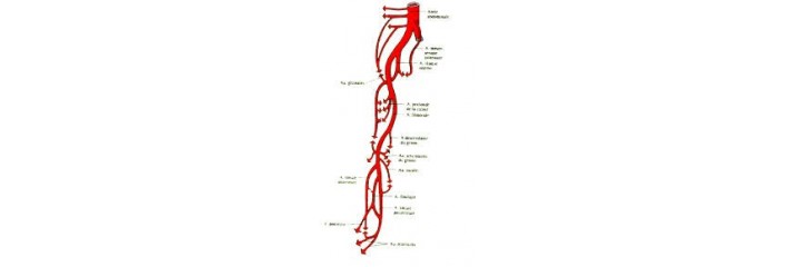 Circulation veineuse		