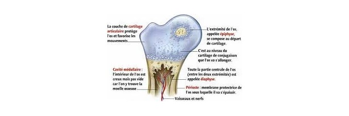 Os - Fixation du calcium		