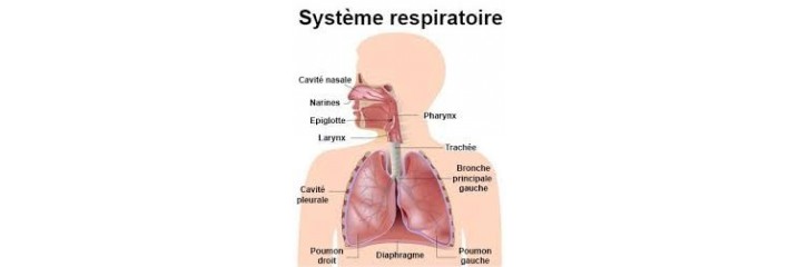 Voies respiratoires 		