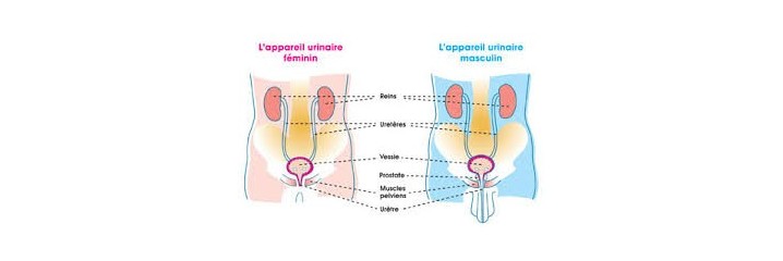 Voies urinaires		